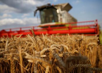 Aprueban el primer trigo transgenico