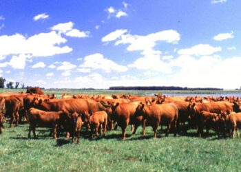 “Tenemos que alimentar a nuestra gente”