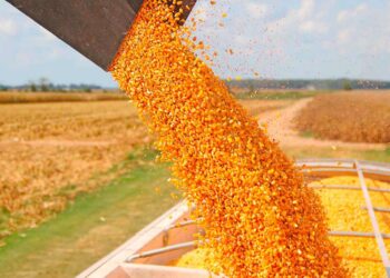 Producción récord en maíz