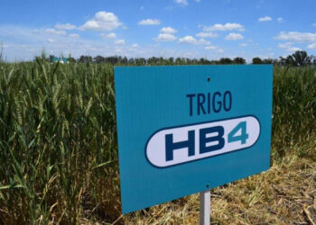 Polémica por el trigo HB4