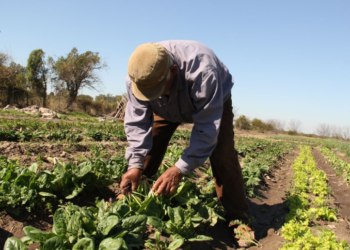 Día del Trabajador Rural: condiciones actuales del trabajo