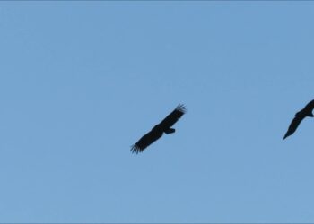 Los buitres revoloteando